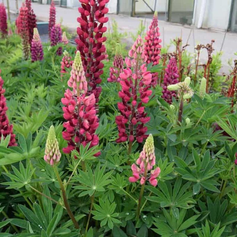 Lupinus 'Gallery Red' (Gallery Series) ---